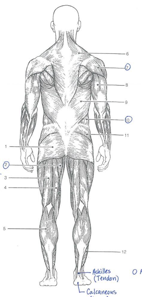The Muscular System Figure 6 12 Diagram Quizlet