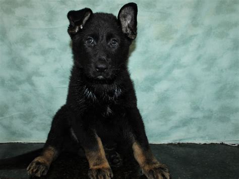 German Shepherd Dog Dog Male Black Tan 3870930 Petland Rome