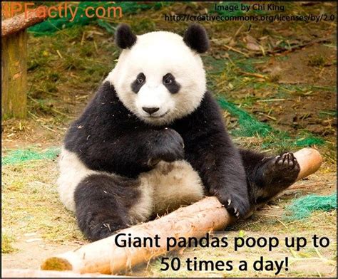 Giant Pandas Poop 50 Times A Day Fascinating Facts Pinterest