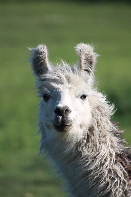 Smiling Llama Flickr Photo Sharing