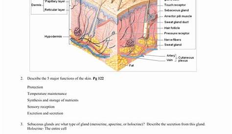 integumentary system worksheets answers