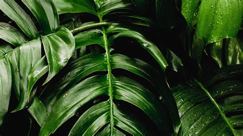 Download 1920x1080 Wallpaper Fresh Plants Green Leaf Big Full Hd
