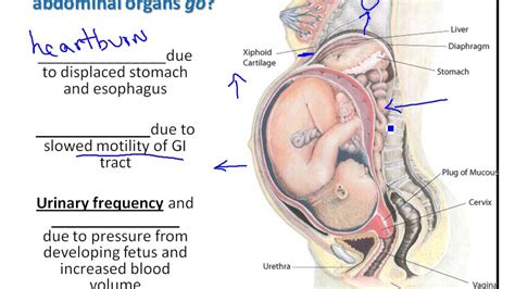 Human Body Organs Female Pregnant