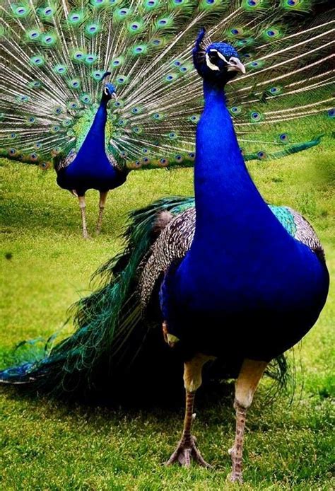 2356 Best Images About Peacocks On Pinterest Peacocks Peacock Bird