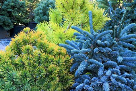 Dwarf Conifers Colorful ‘bones Of The Winter Garden