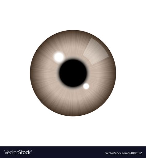 Realistic Human Eye Royalty Free Vector Image Vectorstock