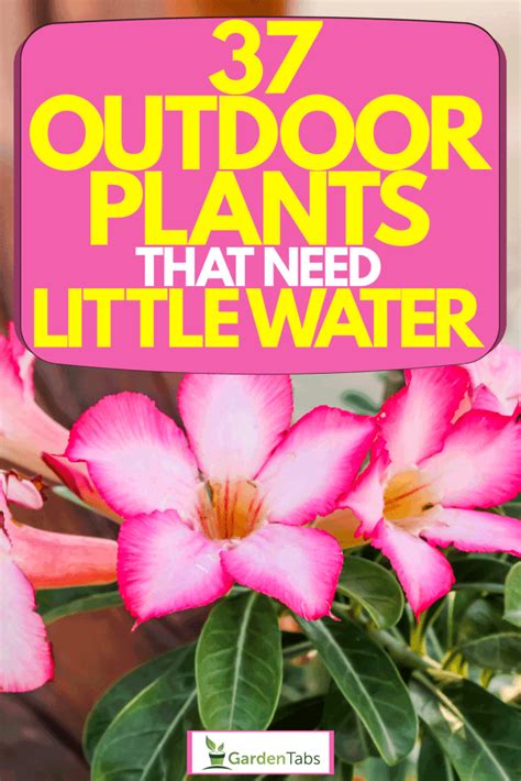 37 Outdoor Plants That Need Little Water