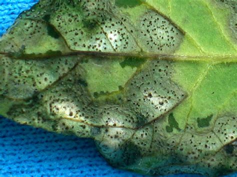 Septoria Leaf Spot On Tomatoes Vegetable Pathology Long Island