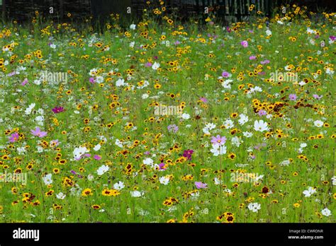 English Wildflower Meadow Stock Photo Alamy