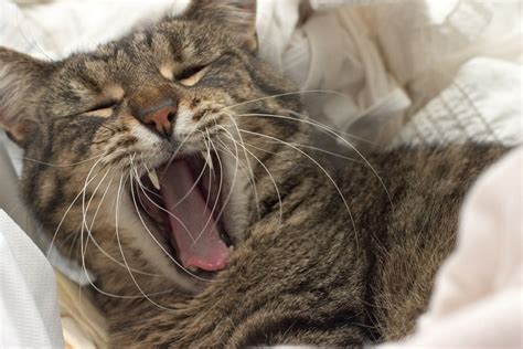 Mouth pain is a common source for bad behavior in cats. The Importance of Good Dental Health for Your Cat