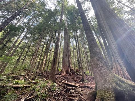 Inside The Battle To Save Canadas Ancient Old Growth Forests
