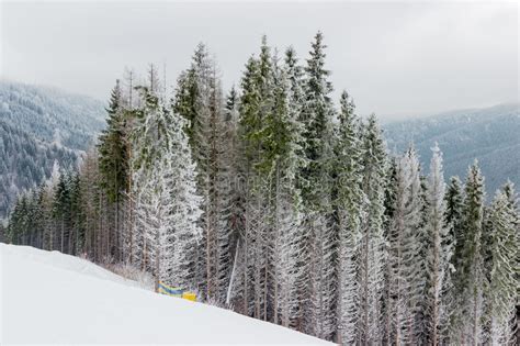 Ski Piste Among The Spruce Forest In Cloudy Weather Stock Image Image