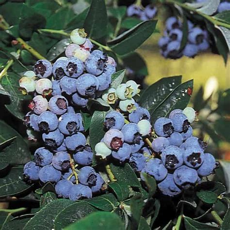 Blueberry Plant How To Grow Blueberries From Seed