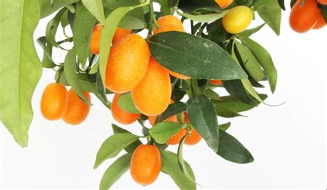 How To Eat Kumquats This Season Seasonal Cornucopia