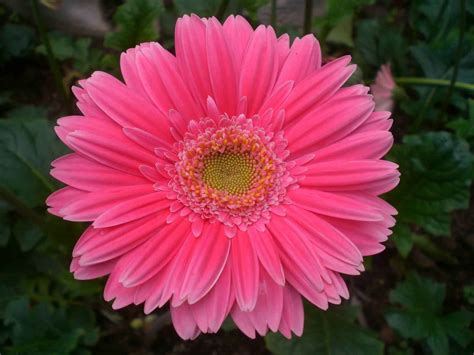 Flower Photos Pink Gerbera