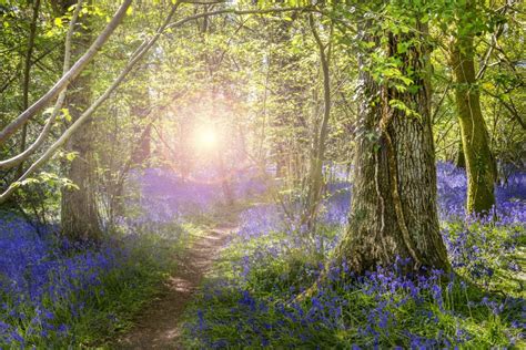 18 Of The Best Springtime Bluebell Woods In Dorset