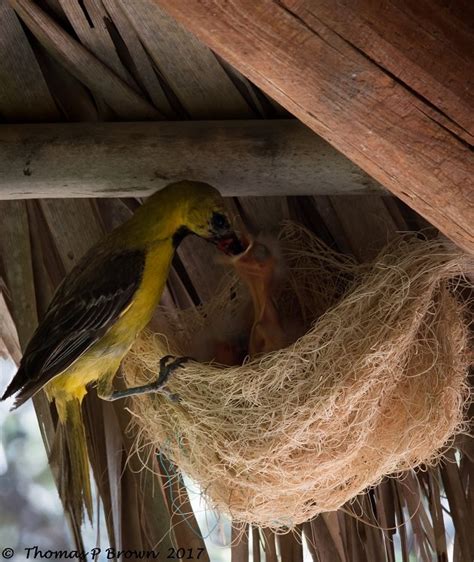 The Beautiful Nests Of The Hooded Oriole 10000 Birds