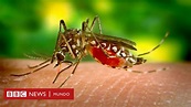 Por qué Florida liberará 750 millones de mosquitos modificados ...