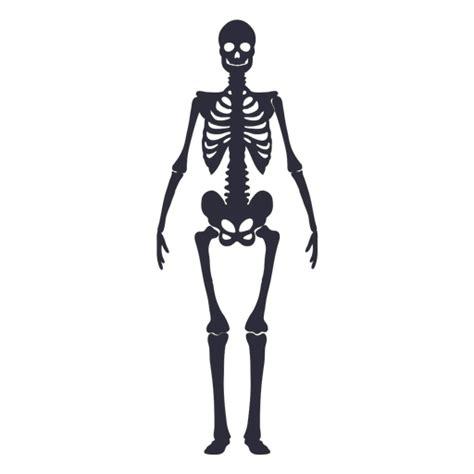 Silhueta De Esqueleto Vista Frontal Baixar Pngsvg Transparente