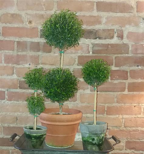 Single Ball Myrtle Topiary In 5″ Clay Pot