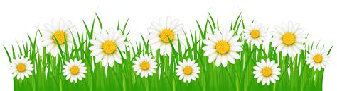 White Flowers And Grass Transparent Png Clip Art Image Cartoon Images