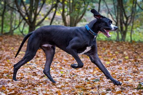 Labradane Great Dane And Lab Mix