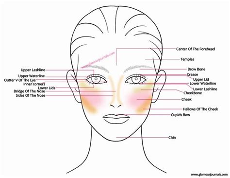 Cavernous sinus thrombosis • manifestations: Face Anatomy For Makeup | Understanding Technical Terms Of ...
