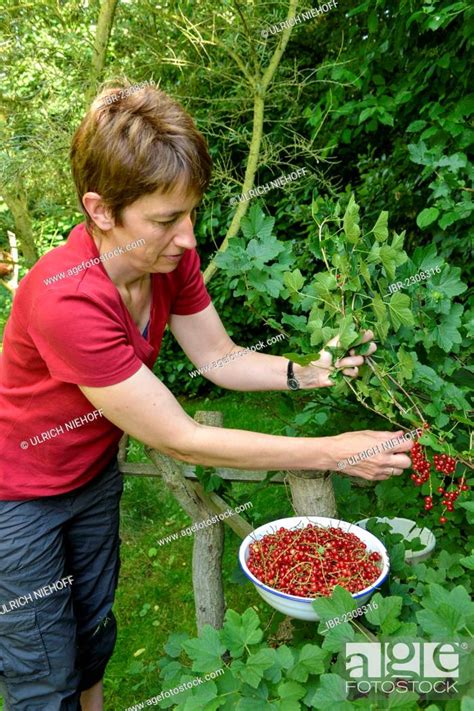 Woman Picking Red Currants Ribes Rubrum In A Garden Stock Photo