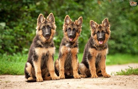 Five Universal Personality Traits Of The German Shepherd Pets4homes