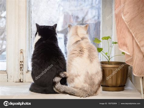 Two Cats Sitting Together