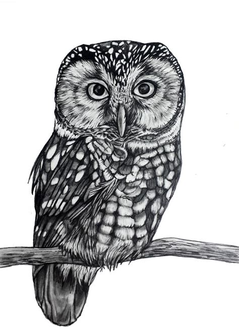 Owl Original Pencil Drawing 85 Etsy Pencil Drawings Owls Drawing