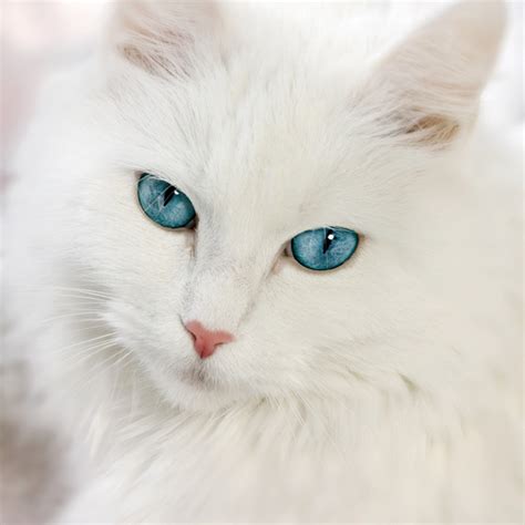 Collection 94 Images White Cat With Grey Face And Blue Eyes Full Hd