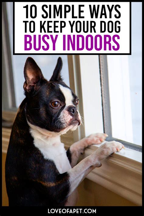 Top 10 Simple Ways To Keep Your Dog Busy Indoors Love Of A Pet Dogs