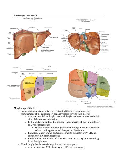 Notes Learning Stage Surgery Liver Anatomy Lecture 1 Vu Studocu