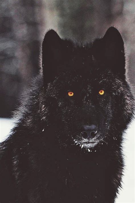 Share the best gifs now >>>. "Black Wolf" by Gaston Maqueda Photography | CANADIAN ...