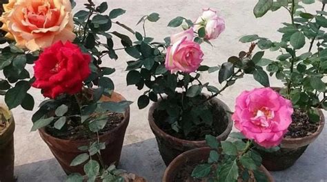 7 Cara Merawat Bunga Mawar Agar Cepat Berbunga