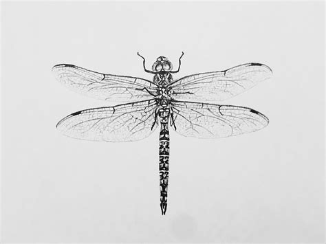 Dragonfly Sketch By Brian Collier On Dribbble