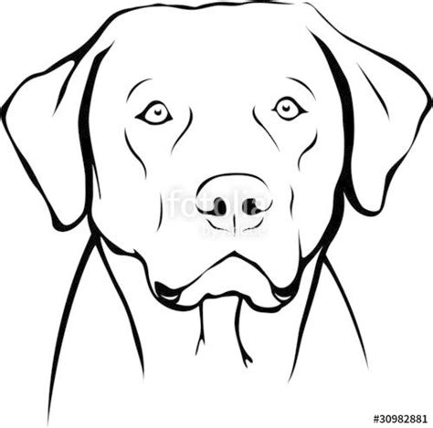 Image Result For Labrador Line Drawing Strichzeichnung Vektorgrafik