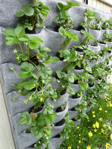 Strawberry Walls Showing New Roots