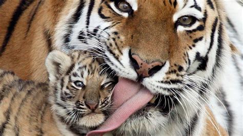 Tiger Cubs Baby Animals Animals Tongues Wallpapers Hd Desktop And