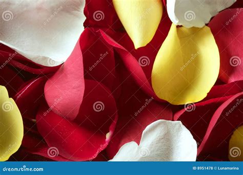 Colorful Rose Petal Pattern Wallpaper Texture Stock Photo