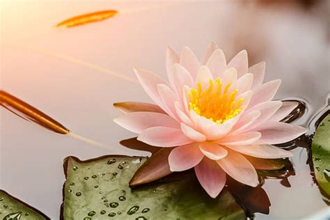Lotus flower logo beauty care template logo vector image. Lotus Flower Stock Photos, Pictures & Royalty-Free Images ...