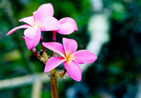 Small Pink Flower Stock Image Image Of Pink Niue Plants 94899015
