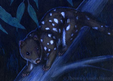 Spotted Tail Quoll — Weasyl