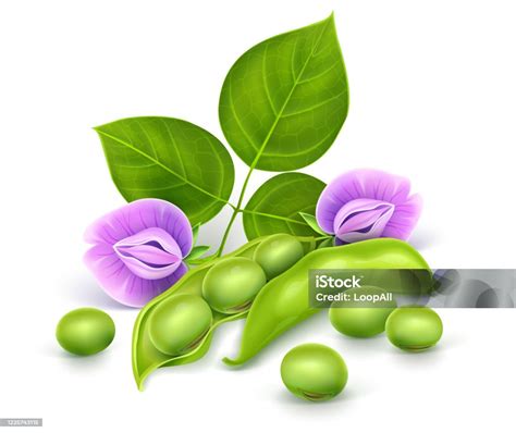 Kacang Tanaman Kedelai Dengan Daun Hijau Bunga Dan Polong Vektor