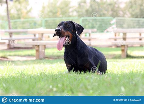 A Dog Sits On The Grass In The Park Stock Image Image Of Puppy