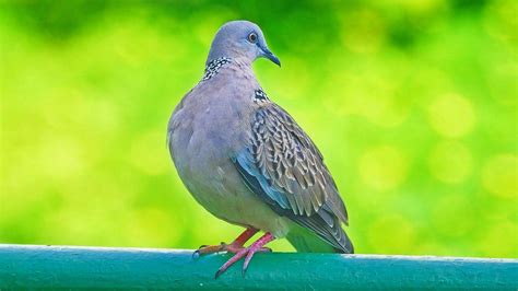 Beautiful Dove