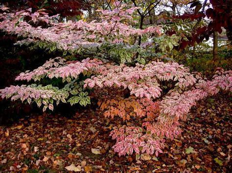 Welcome to the famous dave's garden website. 7 trees that look great in both the fall and the winter