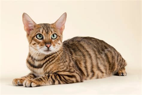 Toyger Mixed Cat Breed Pictures Characteristics Facts