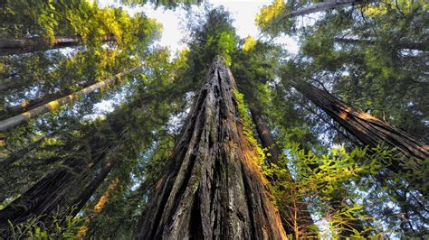 Sequoia National Park Wallpapers Wallpaper Cave